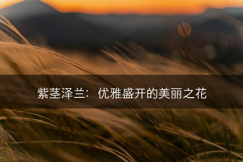 紫茎泽兰：优雅盛开的美丽之花(图1)