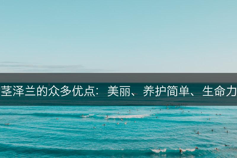 紫茎泽兰的众多优点：美丽、养护简单、生命力强(图1)