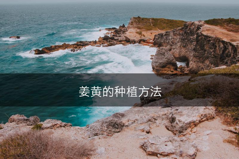 姜黄的种植方法(图1)