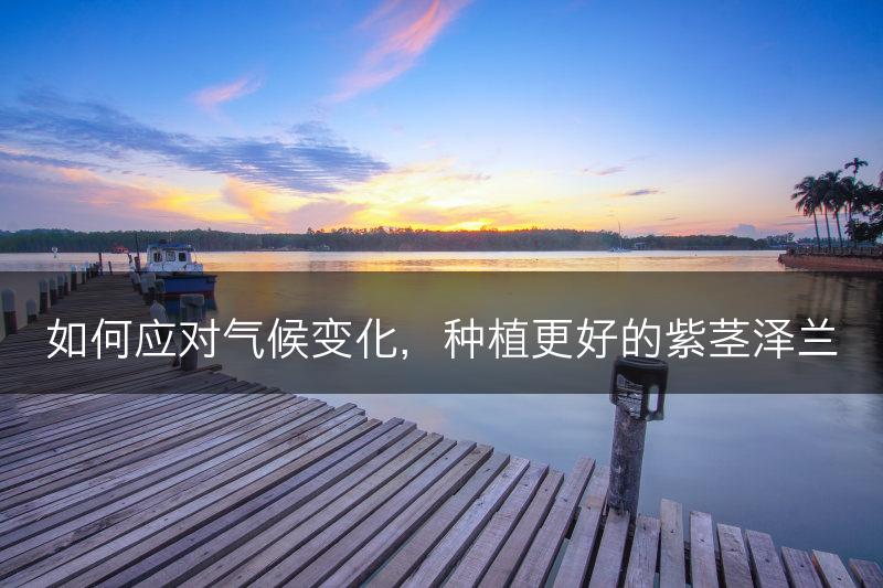 如何应对气候变化，种植更好的紫茎泽兰(图1)