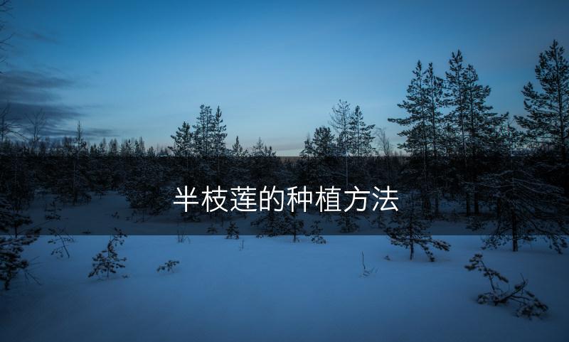 半枝莲的种植方法(图1)