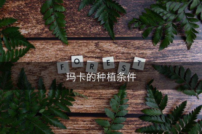 玛卡的种植条件(图1)