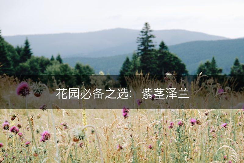花园必备之选：紫茎泽兰(图1)
