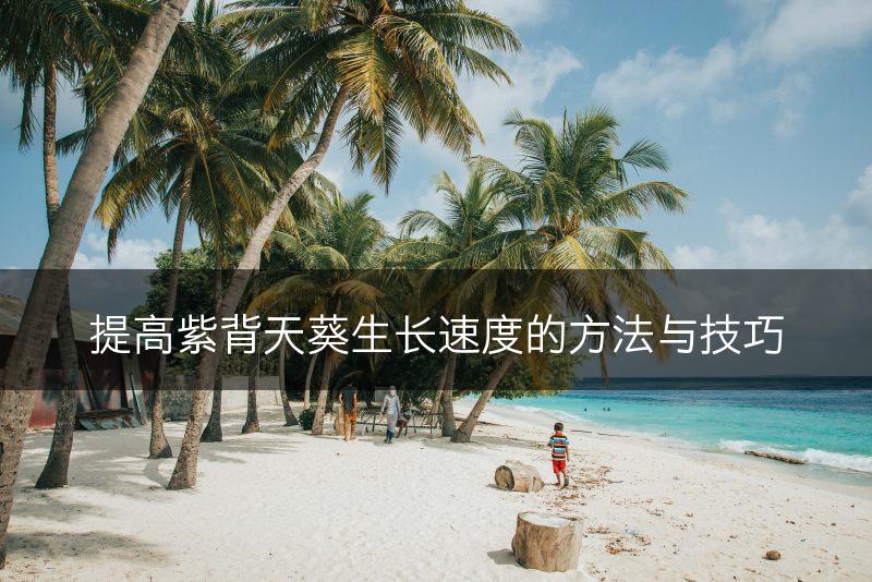 提高紫背天葵生长速度的方法与技巧(图1)