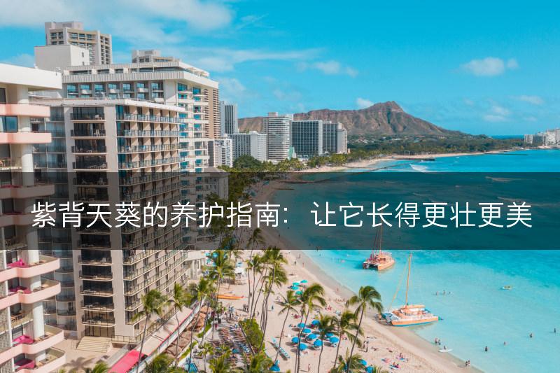 紫背天葵的养护指南：让它长得更壮更美(图1)