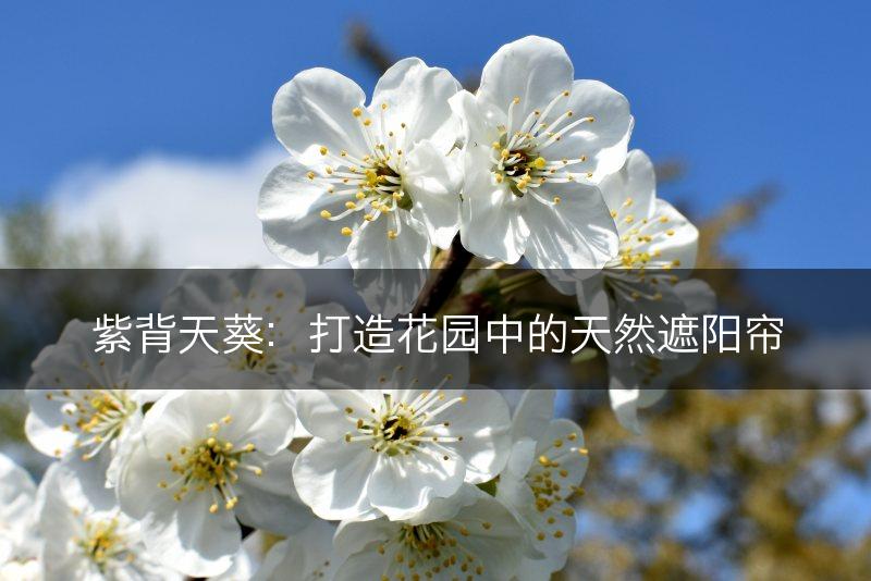 紫背天葵：打造花园中的天然遮阳帘(图1)