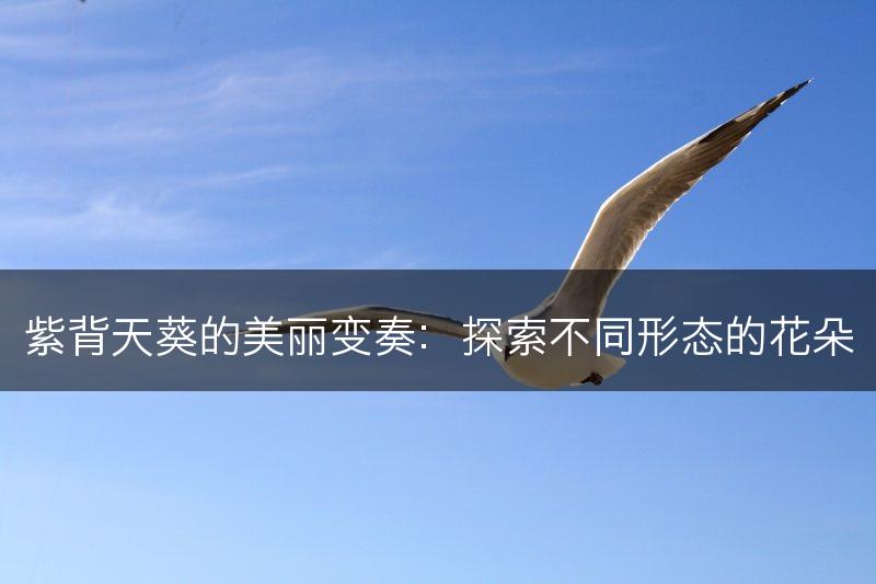 紫背天葵的美丽变奏：探索不同形态的花朵(图1)