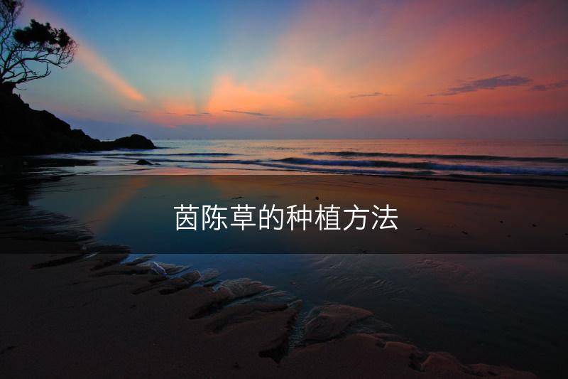 茵陈草的种植方法(图1)