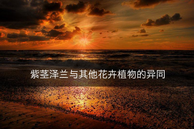 紫茎泽兰与其他花卉植物的异同(图1)