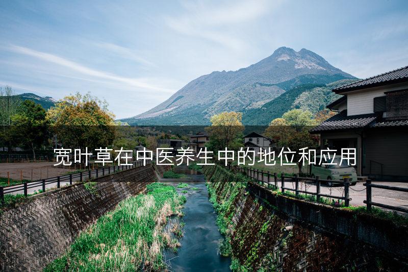 宽叶草在中医养生中的地位和应用(图1)