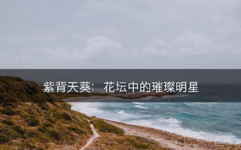 紫背天葵：花坛中的璀璨明星(图1)