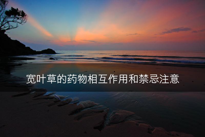 宽叶草的药物相互作用和禁忌注意(图1)