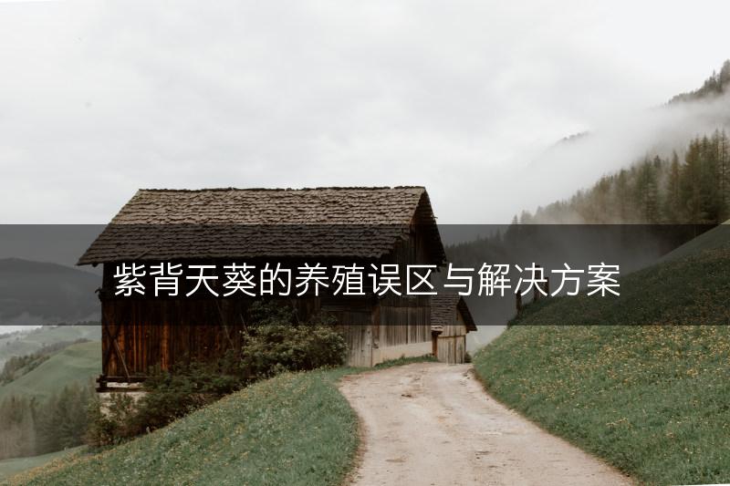 紫背天葵的养殖误区与解决方案(图1)