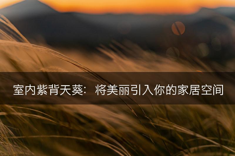 室内紫背天葵：将美丽引入你的家居空间(图1)