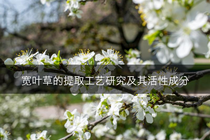宽叶草的提取工艺研究及其活性成分(图1)