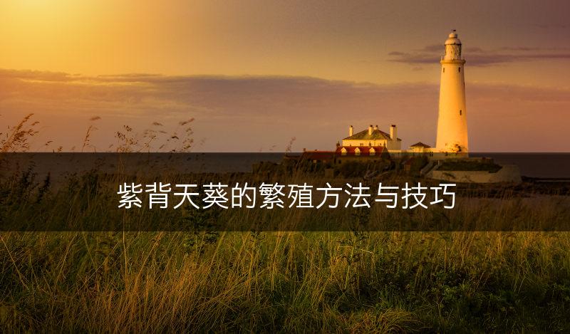 紫背天葵的繁殖方法与技巧(图1)