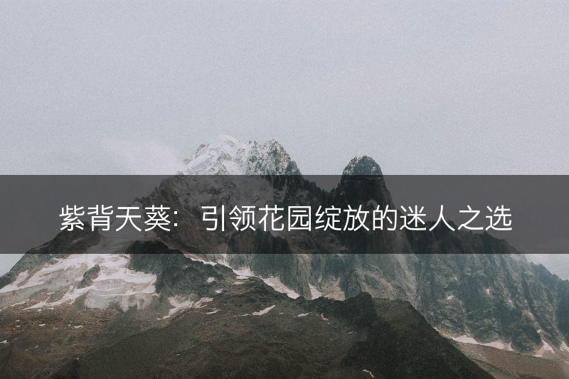 紫背天葵：引领花园绽放的迷人之选(图1)