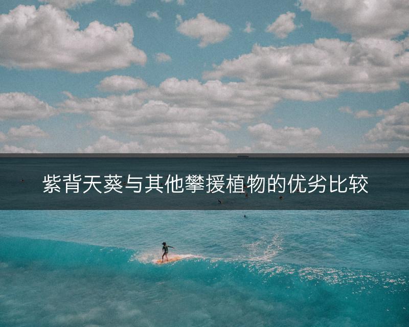 紫背天葵与其他攀援植物的优劣比较(图1)