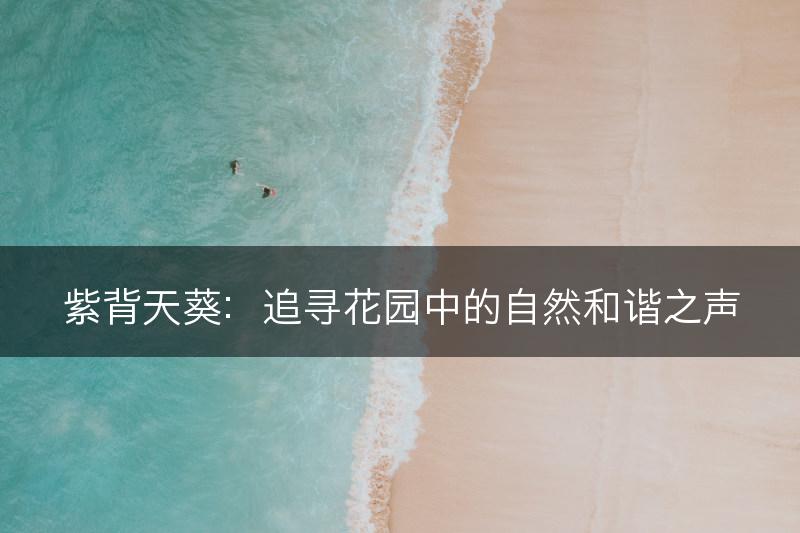 紫背天葵：追寻花园中的自然和谐之声(图1)