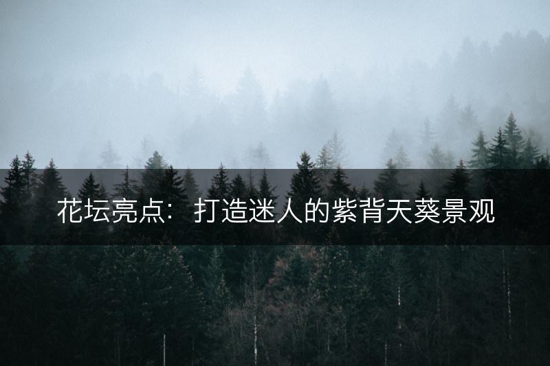 花坛亮点：打造迷人的紫背天葵景观(图1)