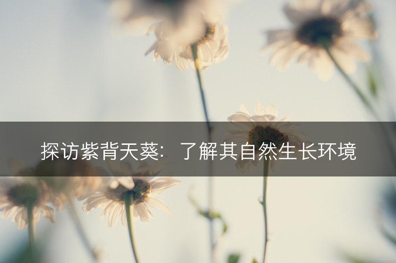 探访紫背天葵：了解其自然生长环境(图1)