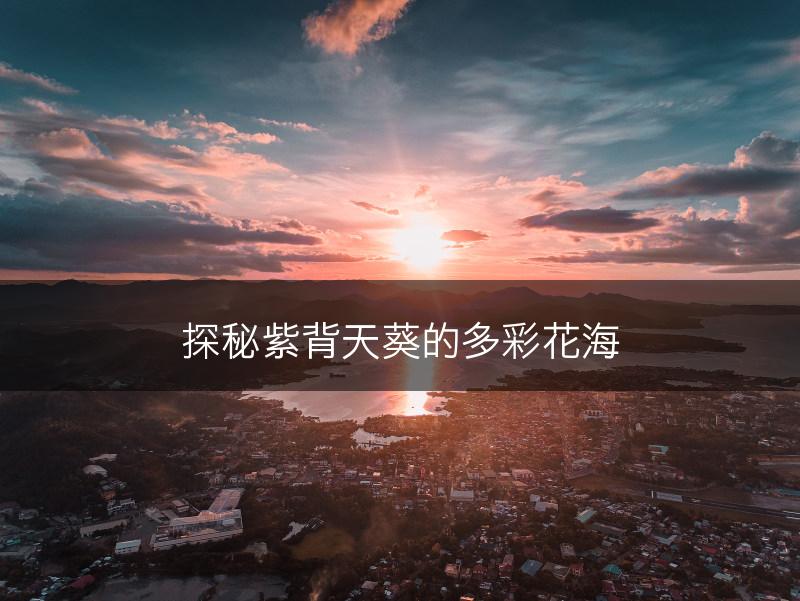 探秘紫背天葵的多彩花海(图1)