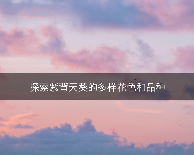 探索紫背天葵的多样花色和品种(图1)