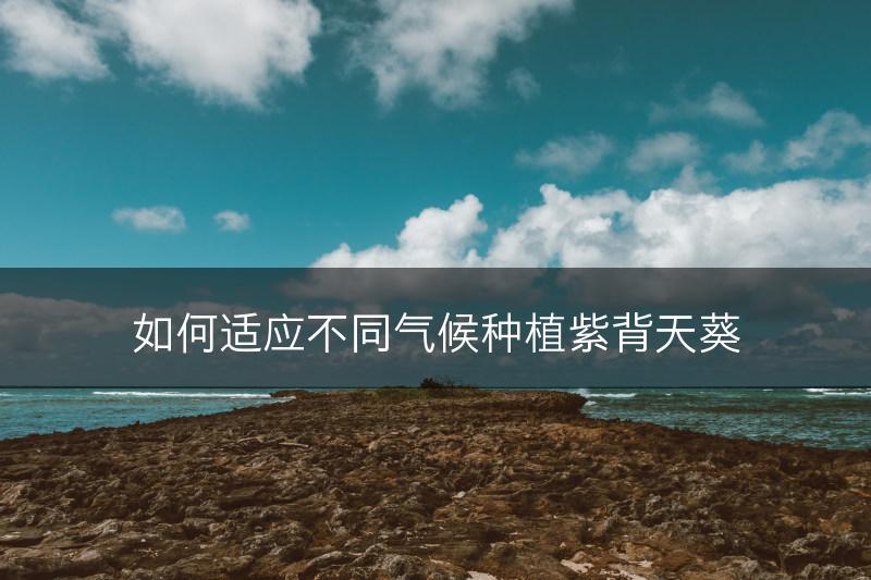 如何适应不同气候种植紫背天葵(图1)