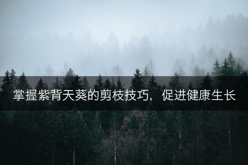 掌握紫背天葵的剪枝技巧，促进健康生长(图1)