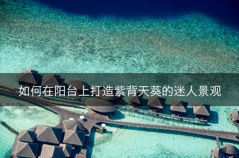 如何在阳台上打造紫背天葵的迷人景观(图1)
