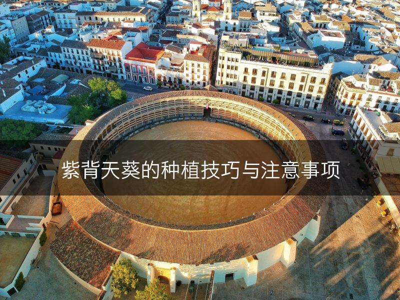 紫背天葵的种植技巧与注意事项(图1)