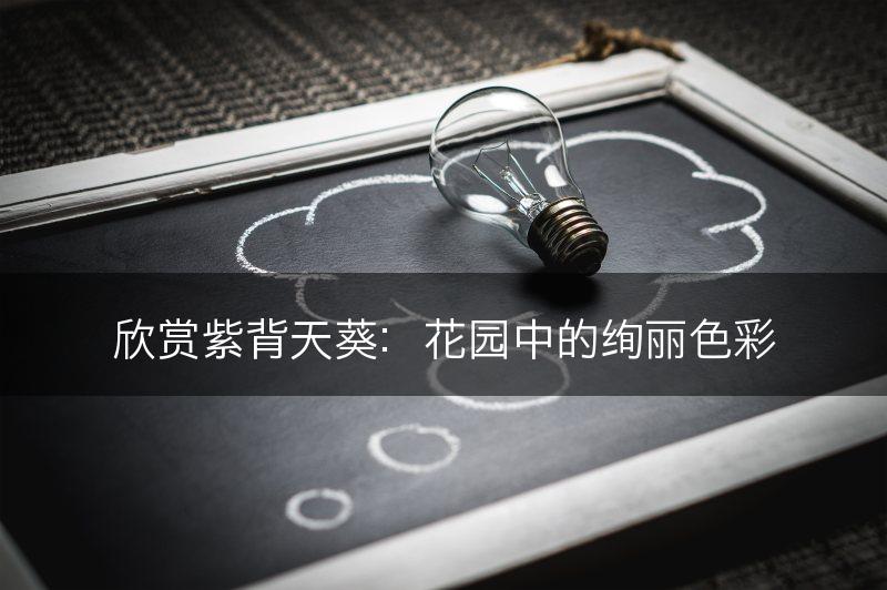欣赏紫背天葵：花园中的绚丽色彩(图1)