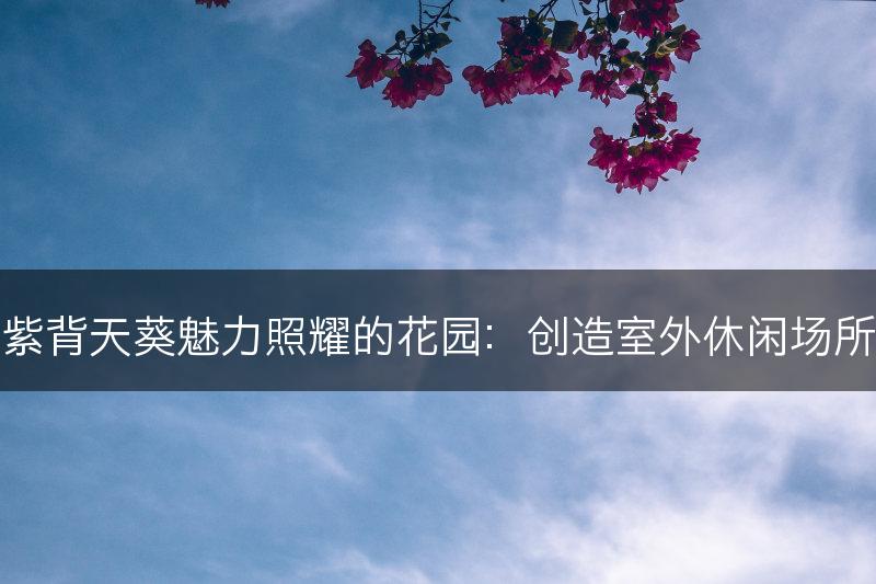 紫背天葵魅力照耀的花园：创造室外休闲场所(图1)