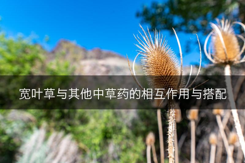 宽叶草与其他中草药的相互作用与搭配(图1)