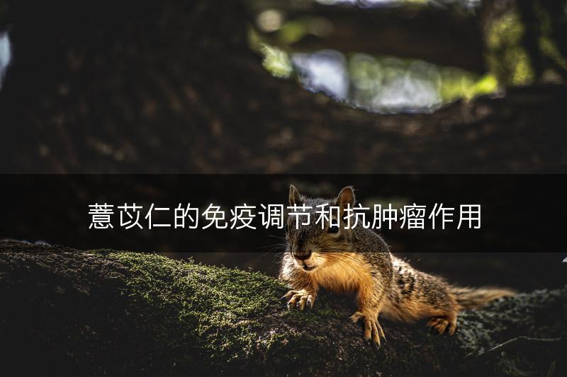 薏苡仁的免疫调节和抗肿瘤作用(图1)