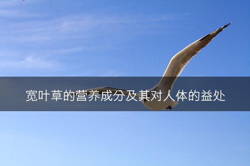 宽叶草的营养成分及其对人体的益处(图1)