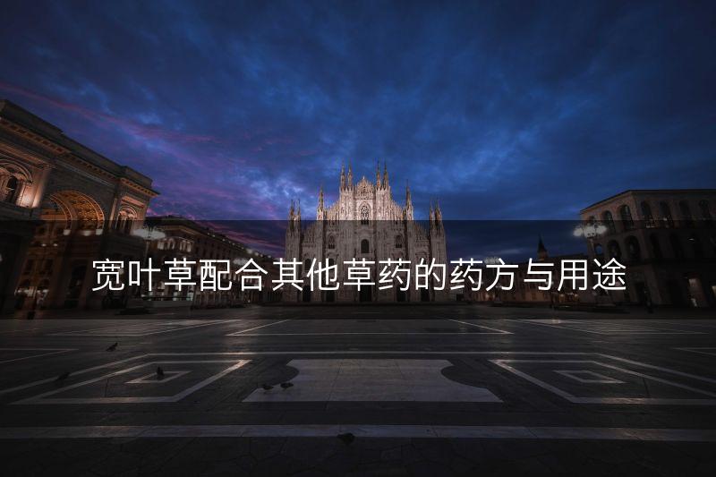 宽叶草配合其他草药的药方与用途(图1)