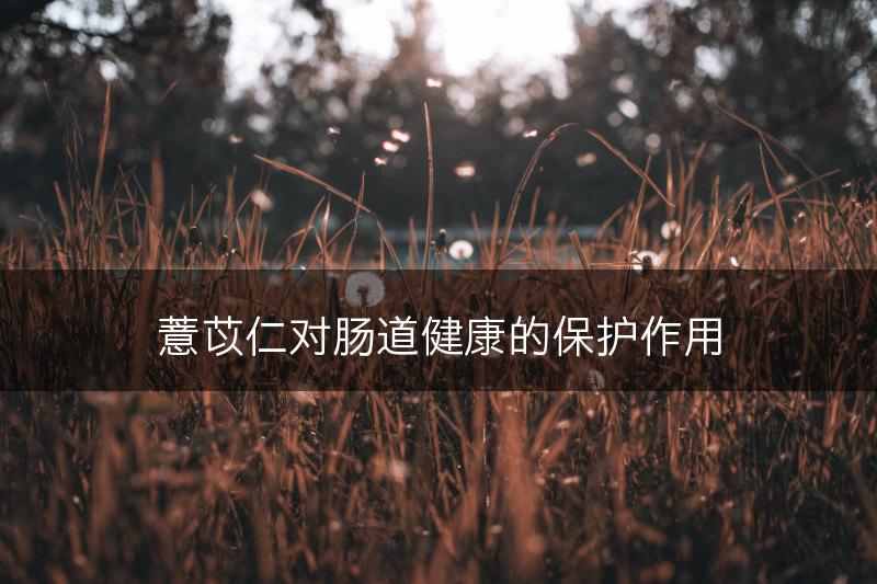 薏苡仁对肠道健康的保护作用(图1)