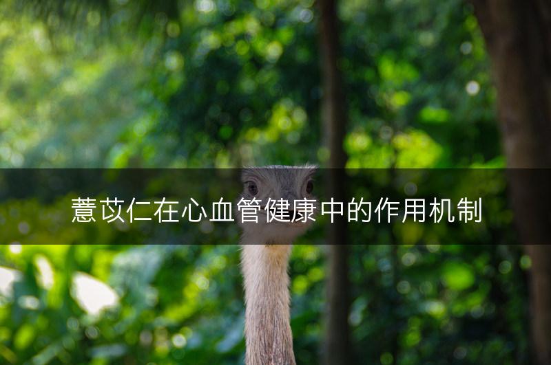 薏苡仁在心血管健康中的作用机制(图1)