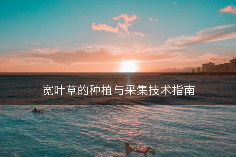 宽叶草的种植与采集技术指南(图1)