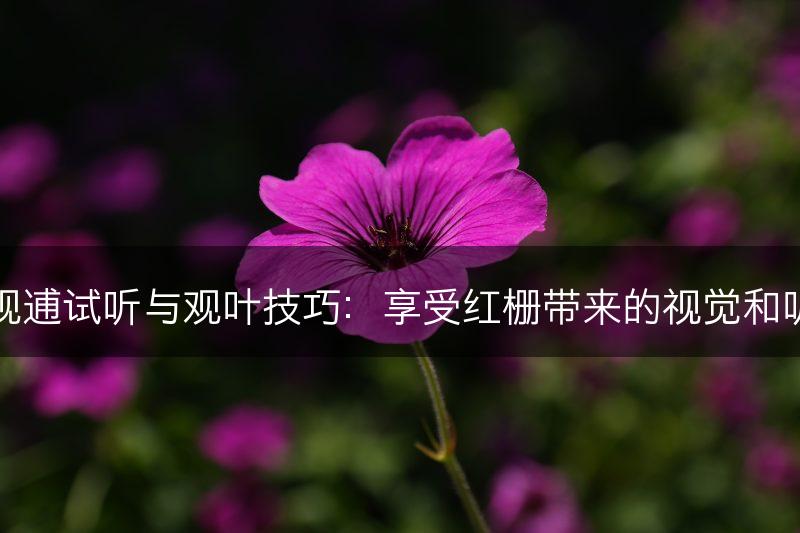 红栅的观逋试听与观叶技巧：享受红栅带来的视觉和听觉盛宴(图1)