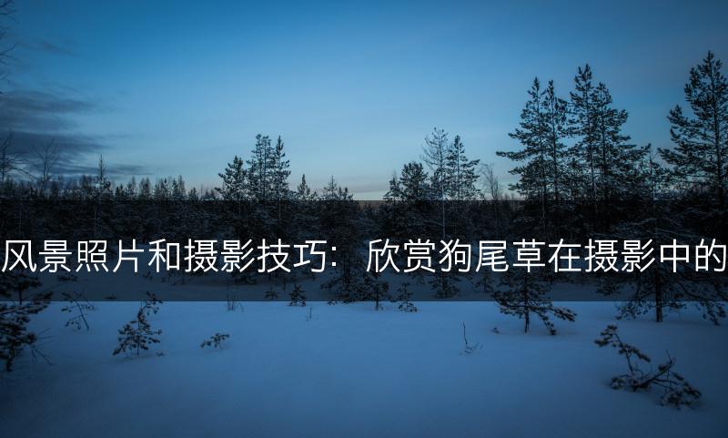 狗尾草的风景照片和摄影技巧：欣赏狗尾草在摄影中的美丽姿态(图1)
