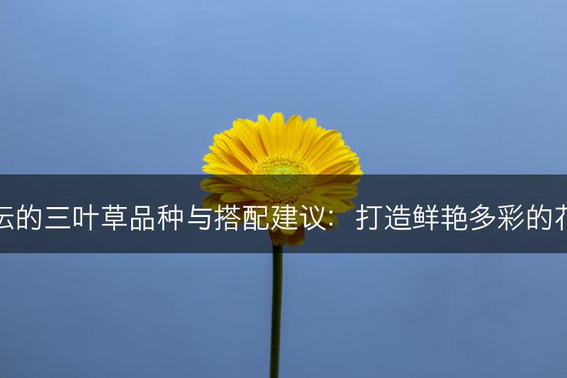 适合花坛的三叶草品种与搭配建议：打造鲜艳多彩的花坛景观(图1)