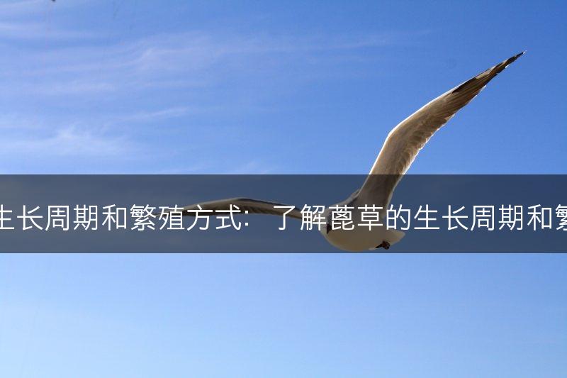 蓖草的生长周期和繁殖方式：了解蓖草的生长周期和繁殖途径(图1)