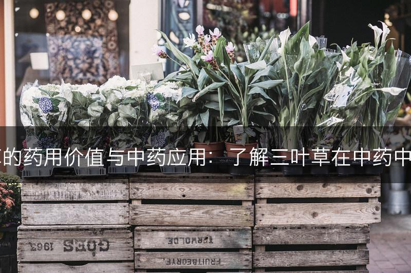 三叶草的药用价值与中药应用：了解三叶草在中药中的作用(图1)