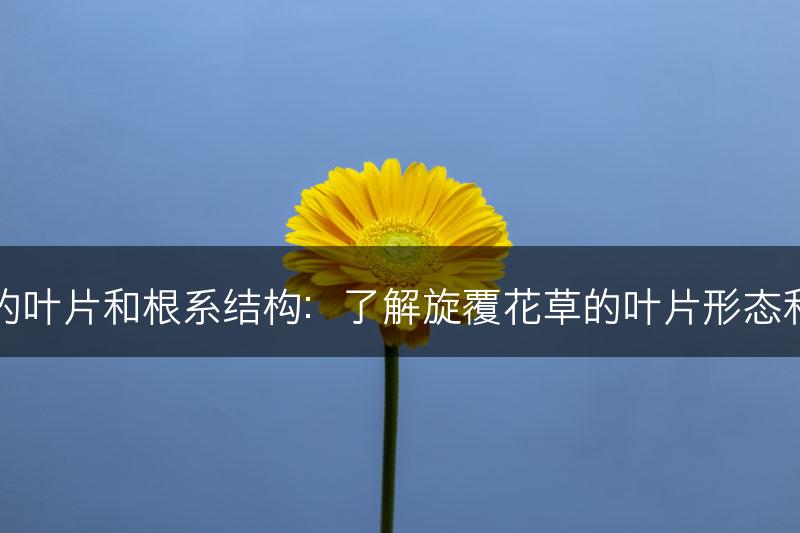 旋覆花草的叶片和根系结构:了解旋覆花草的叶片形态和根系特征(图1) 旋覆花草的叶片和根系结构:了解旋覆花草的叶片形态和根系特征(图1)