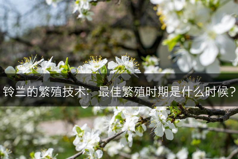 铃兰的繁殖技术:最佳繁殖时期是什么时候?(图1) 铃兰的繁殖技术:最佳繁殖时期是什么时候?(图1)