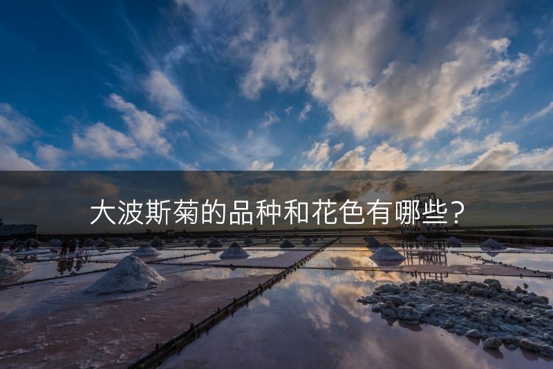 大波斯菊的品种和花色有哪些？(图1)