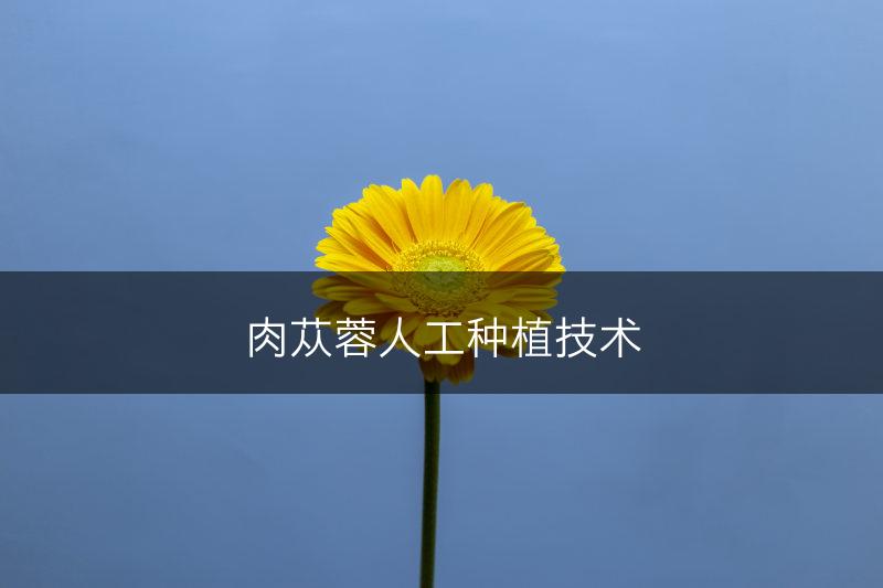 肉苁蓉人工种植技术(图1)