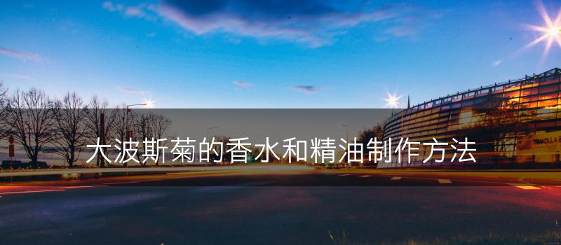 大波斯菊的香水和精油制作方法(图1)